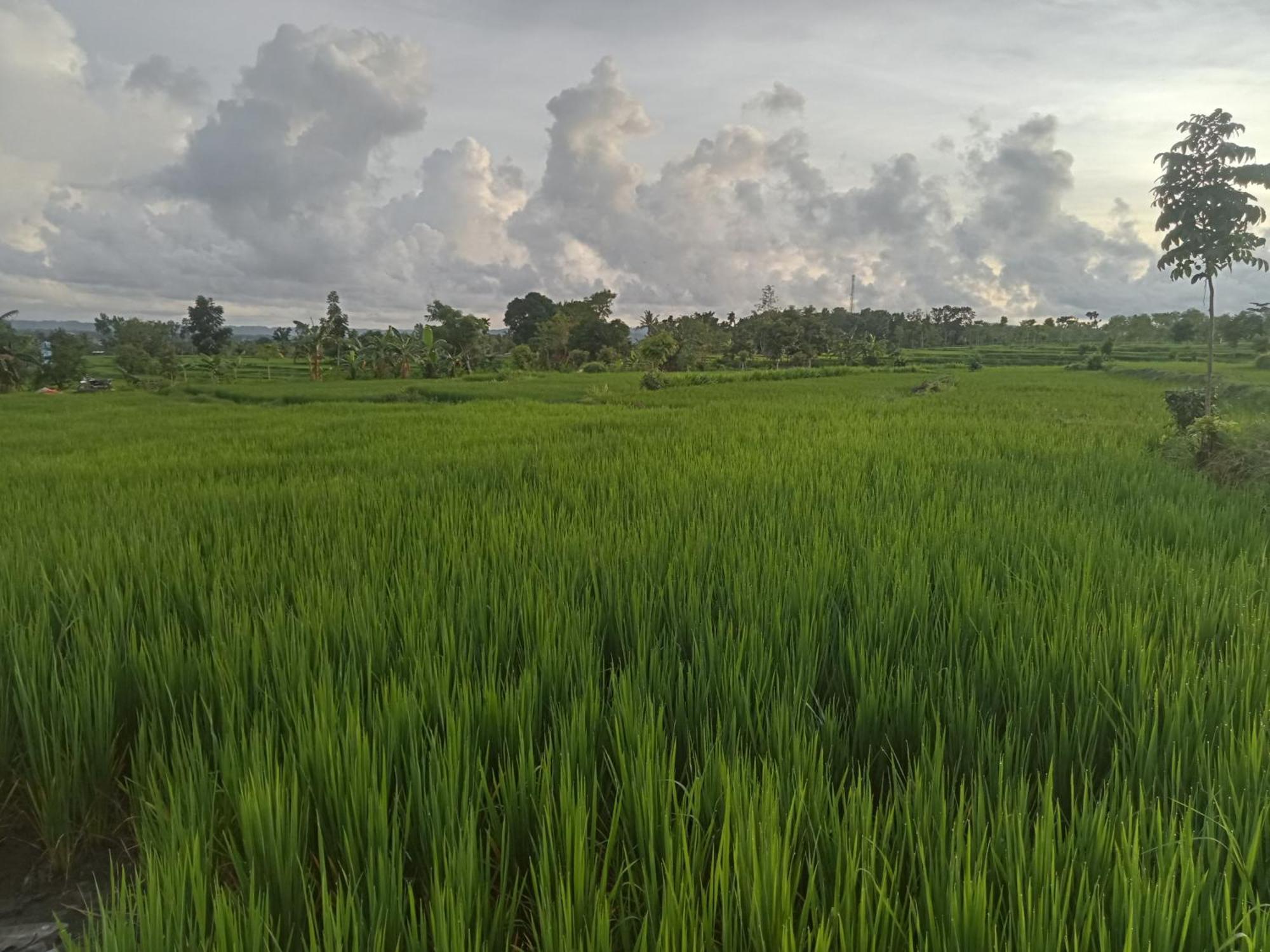 Bulan Homestay Plambi المظهر الخارجي الصورة