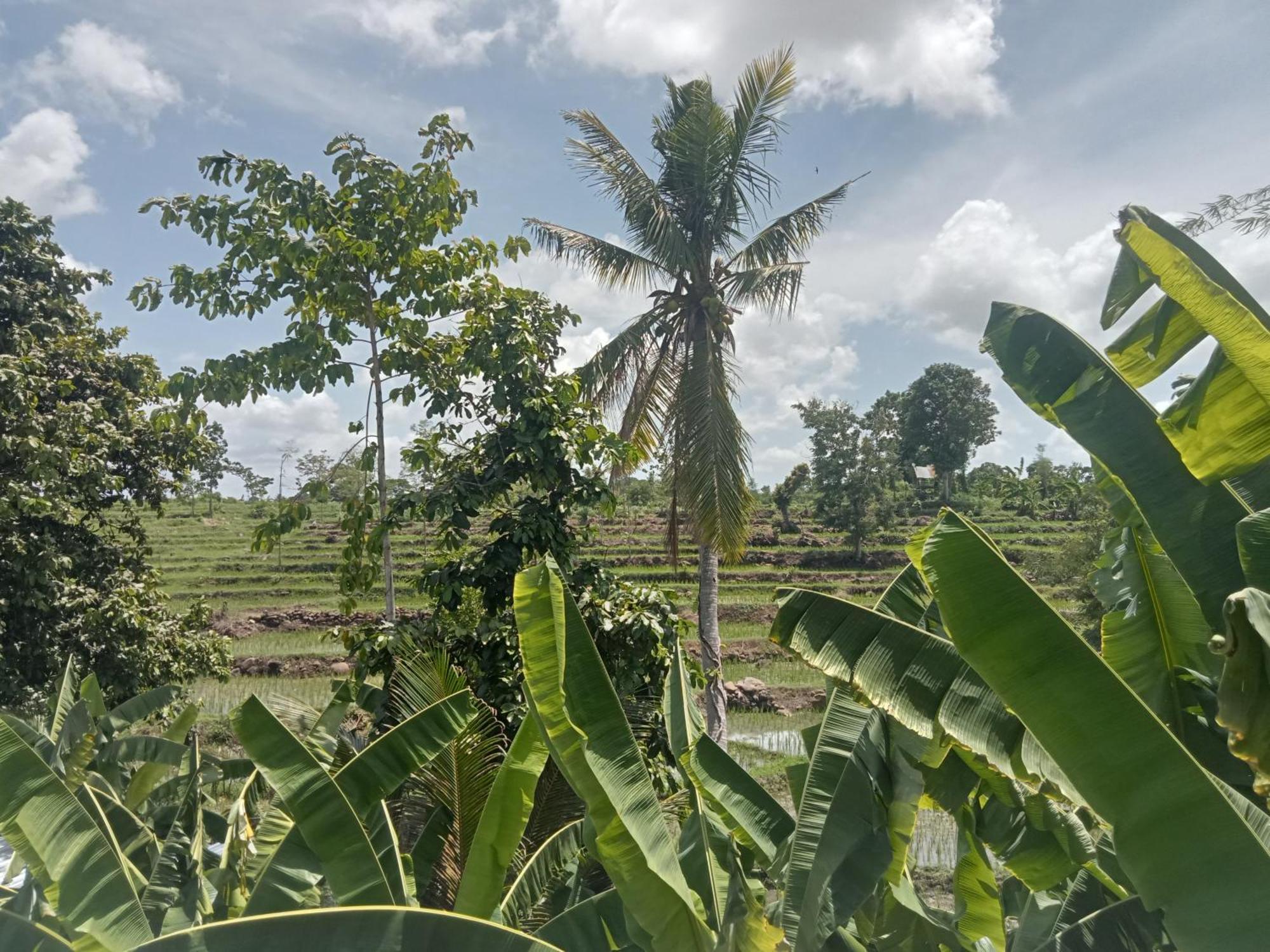 Bulan Homestay Plambi المظهر الخارجي الصورة